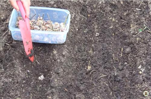 Как вырастить чеснок из бульбочек пошагово. Приветствую вас на моём канале, уважаемые читатели!