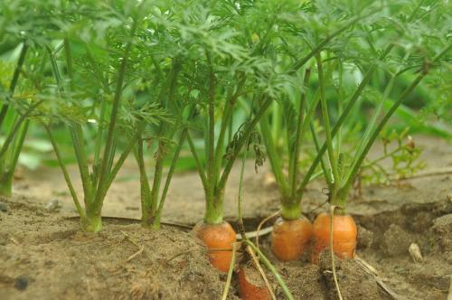 Морковь когда убирать урожай. Основные правила по уборки урожая моркови