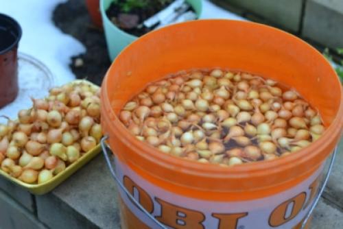 В чем замочить лук перед посадкой, чтобы не было стрелок. Что может затормозить стрелкование лука, и есть ли возможность избежать его вовсе? 05