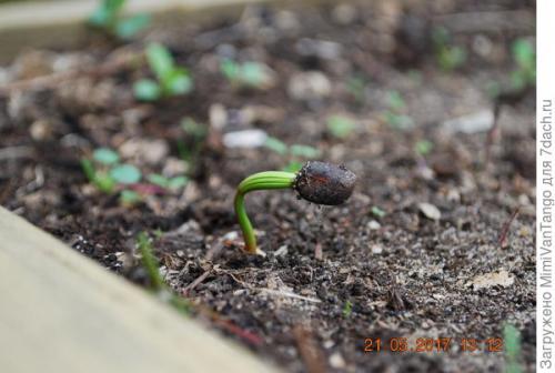 Пихта корейская - мой хвойный фаворит