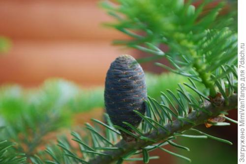 Пихта корейская - мой хвойный фаворит