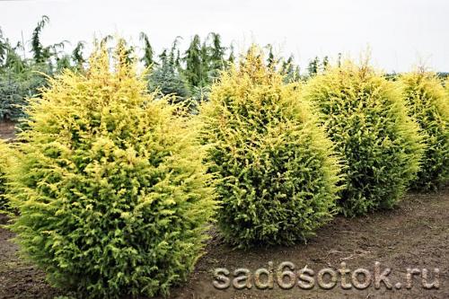 Можжевельник дерево. Можжевельник обыкновенный (Juniperus communis)