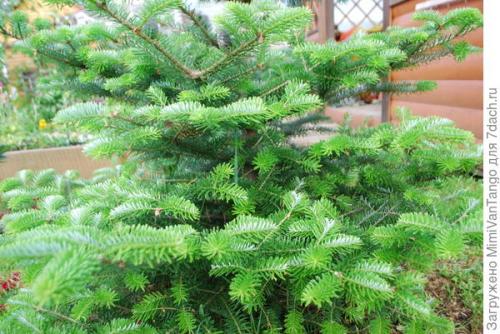Пихта корейская - мой хвойный фаворит
