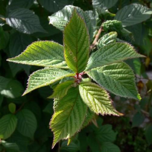 Войлочная вишня на видео