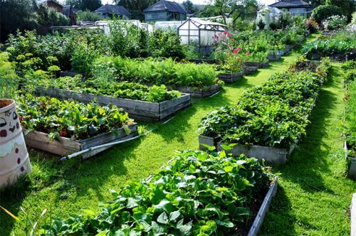 Чем огородить грядки на даче дешево. Делаем ограждения вокруг грядок из различных материалов