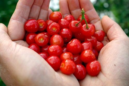 Войлочная вишня на видео