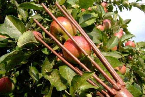 Как хранить яблоки на зиму. Как хранить яблоки всю зиму в погребе, в земле, в квартире, в холодильнике