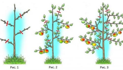 Обрезка яблони осенью для начинающих в картинках пошагово. Как обрезать яблони осенью