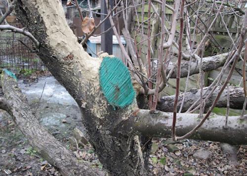 Обрезка яблони осенью для начинающих в картинках пошагово. Как обрезать яблони осенью