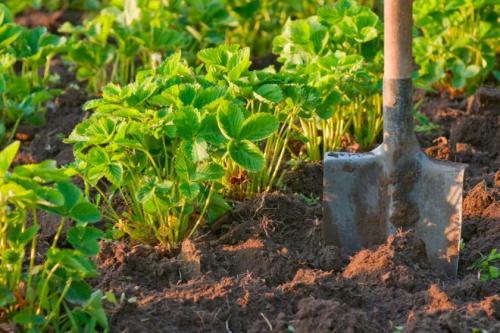 Как подготовить грядку под клубнику. Готовим грядки под клубнику. Грядки для клубники своими руками: интересные идеи