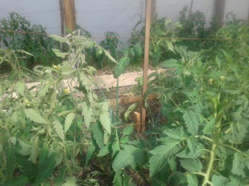 Почему у помидоров желтеют листья. Почему желтеют листья томатов, 10 самых частых причин, что делать