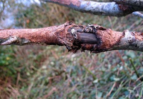 Заболевание яблонь в картинках. Грибковые инфекции