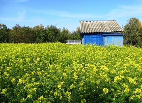 Сидераты осенью горчица в теплице. Особенности посева 02