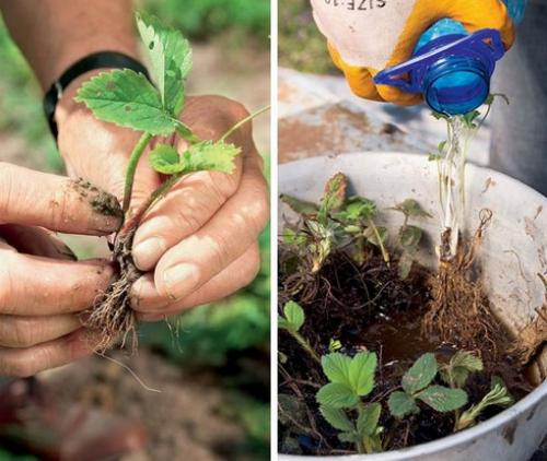 Чем обработать землю перед посадкой клубники. После, каких культур сажать: предшественники клубники