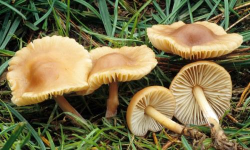 Когда пойдут грибы 2019. Лесные и луговые опята — летний сезон сбора открыт!