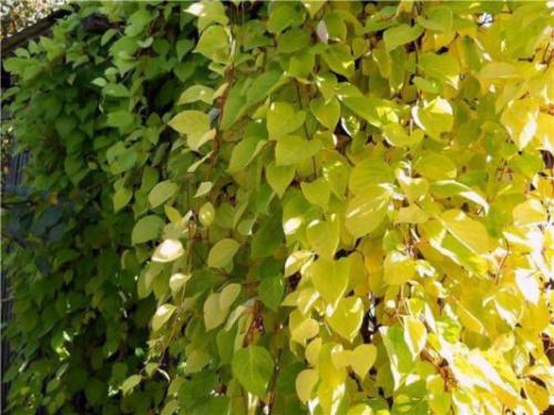 Лимонник, что это. Как выглядит китайский лимонник