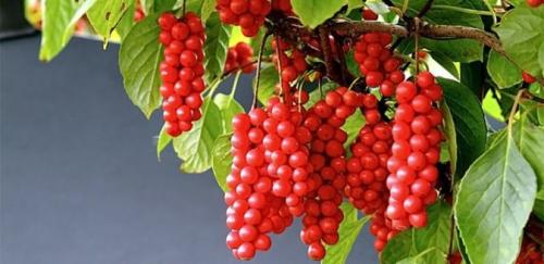 Лимонник, что это. Как выглядит китайский лимонник