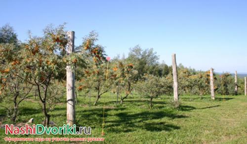 Облепиха из семян выращивание. Свойства и особенности выращивания облепихи. 04