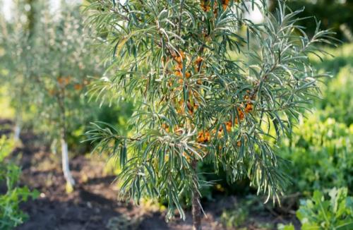 Облепиха обоеполая. Бывает ли самоплодная облепиха