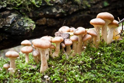 Когда пойдут грибы 2019. Лесные и луговые опята — летний сезон сбора открыт!