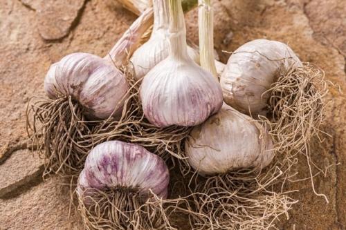 Какой чеснок полезнее озимый или яровой. Какой чеснок лучше: озимый или яровой?