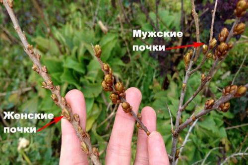 Облепиха обоеполая. Бывает ли самоплодная облепиха