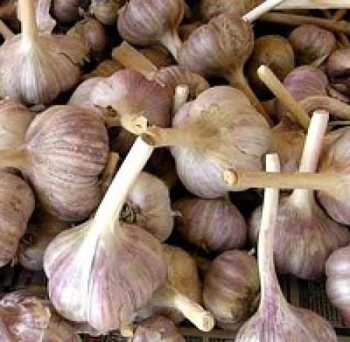 Яровой чеснок стрелкующийся. Чеснок: нестрелкующиеся сорта (особенности и отличия)