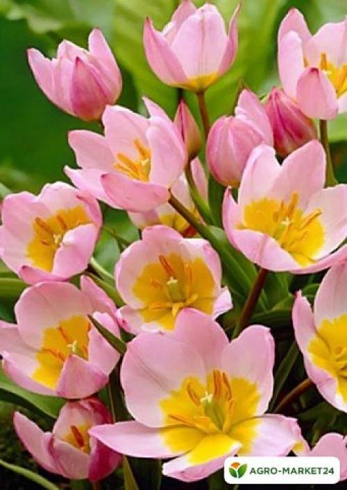 Тюльпан ботанический посадка и уход. Ботанические тюльпаны – проверенные практикой предки современных сортов 14
