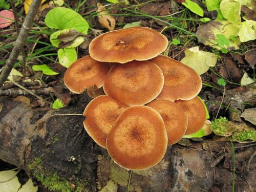 Когда пойдут грибы 2019. Лесные и луговые опята — летний сезон сбора открыт!