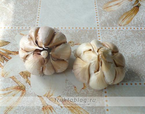 Как отличить яровой чеснок от озимого. В чем основные отличия озимого и ярового чеснока?