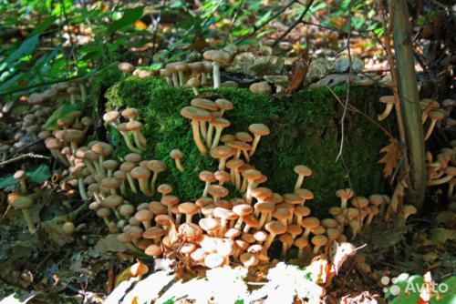 Когда пойдут грибы 2019. Лесные и луговые опята — летний сезон сбора открыт!