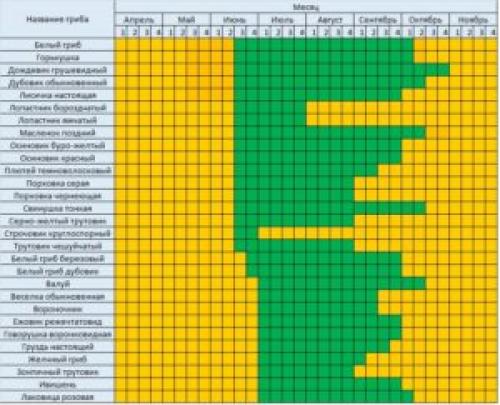 Какие грибы растут в июне. Какие грибы растут в октябре, в начале и в конце месяца