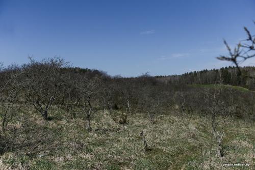 Выращивание облепихи, как бизнес. «Облепиховым маслом я спас шурину жизнь»