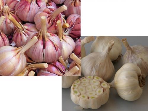 Как отличить яровой чеснок от озимого. В чем основные отличия озимого и ярового чеснока?
