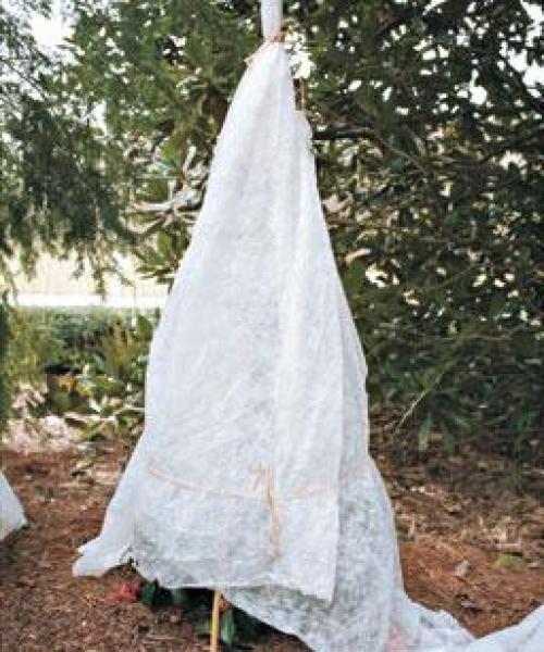 Розы укрывать при какой температуре. УКРЫТИЕ РОЗ НА ЗИМУ 04