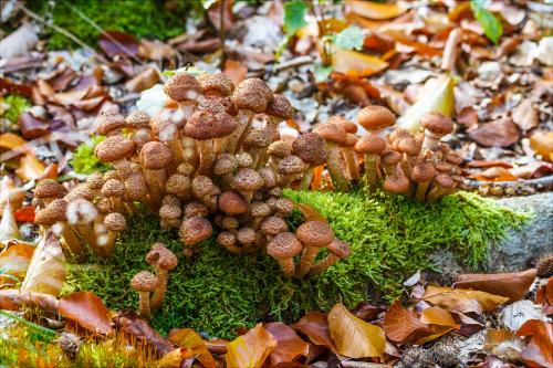 Когда пойдут грибы 2019. Лесные и луговые опята — летний сезон сбора открыт!