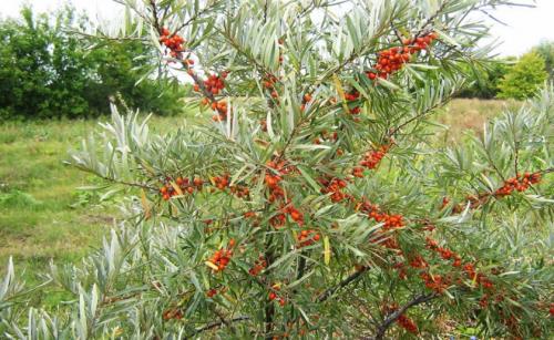 Облепиха обоеполая. Бывает ли самоплодная облепиха