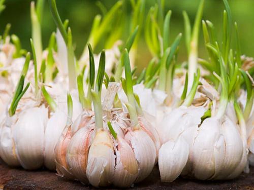 Как отличить яровой чеснок от озимого. В чем основные отличия озимого и ярового чеснока?