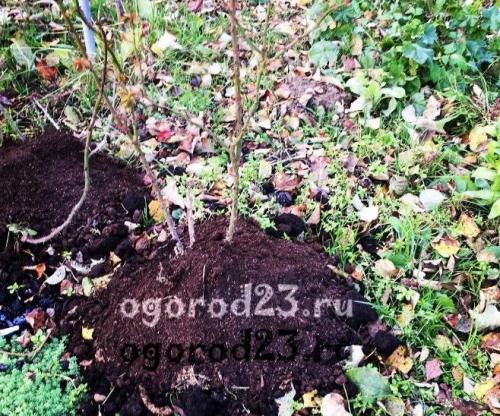 При какой температуре укрывать розы осенью. Какие работы включает подготовка роз к зиме