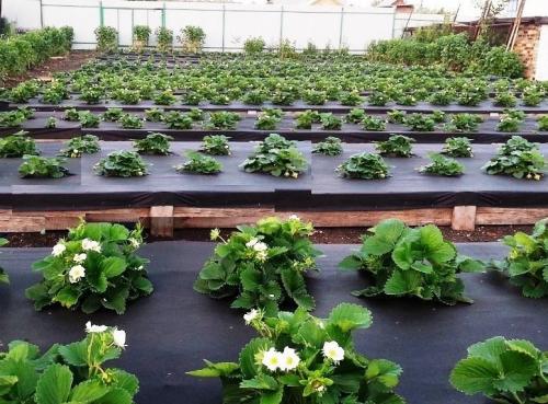 Листья клубники желтые с зелеными прожилками. Почему у клубники желтеют листья