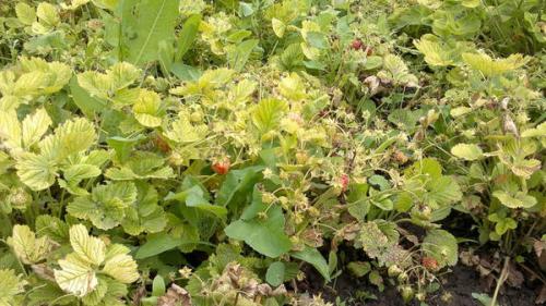 Листья клубники желтые с зелеными прожилками. Почему у клубники желтеют листья