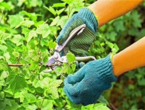 Обрезка смородины. Как правильно проводить обрезку смородины летом и для чего она необходима