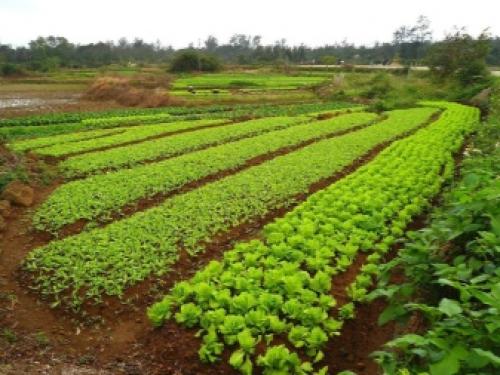 Осенняя подготовка огорода к зиме. Необходимость подготовительных работ 10