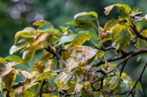 Болезни груши: описания с фото и способы лечения