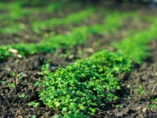 Осенняя подготовка огорода к зиме. Необходимость подготовительных работ 09