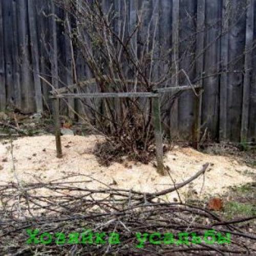 Обрезка смородины в марте. Для чего нужна весенняя обрезка смородины?