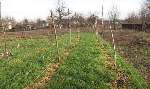 Осенняя подготовка огорода к зиме. Необходимость подготовительных работ 05