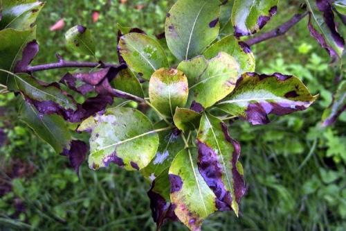 Болезни груши: описания с фото и способы лечения