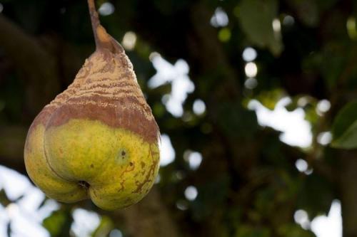 Болезни груши: описания с фото и способы лечения