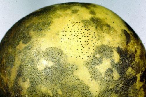 Болезни груши: описания с фото и способы лечения